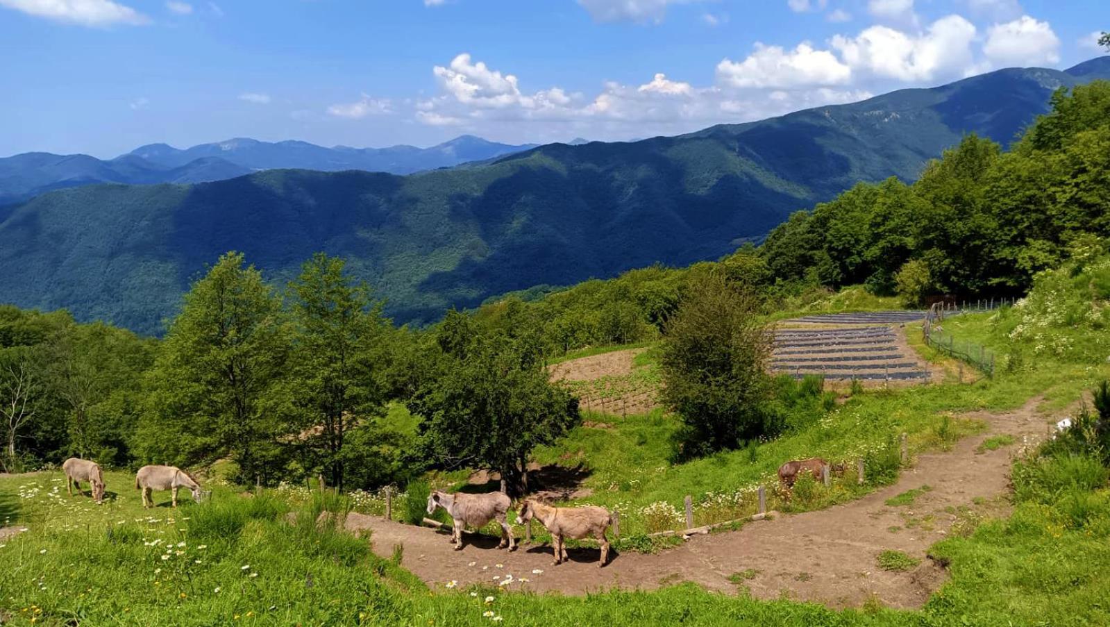 Terra Del Bosco Agriturismo Sesta Godano Экстерьер фото